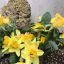 Spring flowers showing the new growth associated with this season in Traditional Chinese Medicine